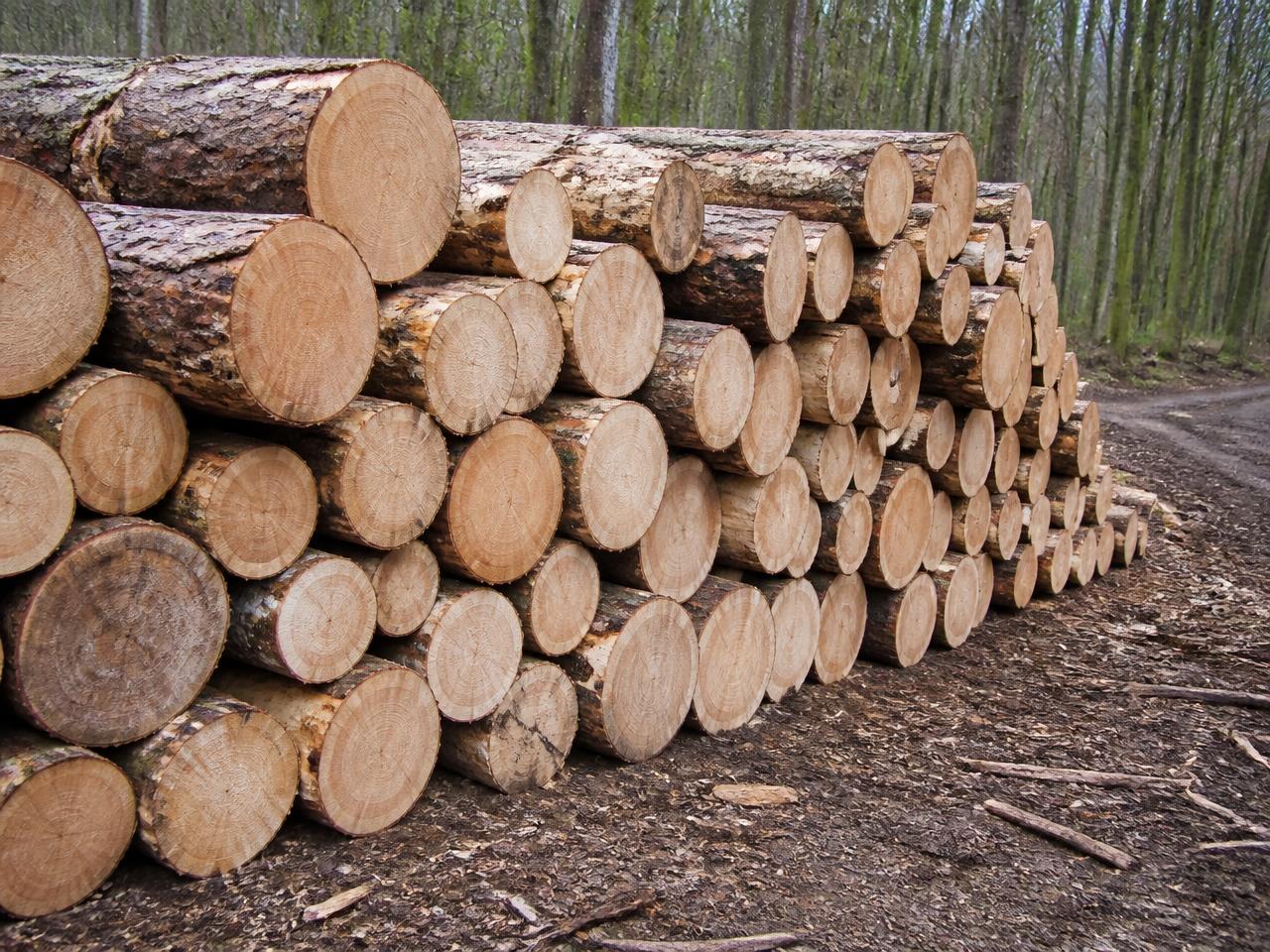 Stack of hardwood round logs at a forest landing